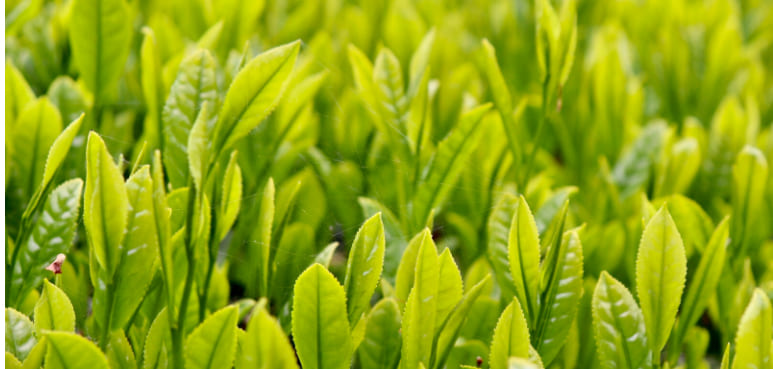 「採用」ヴィジュアル